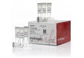Cloned AMV First-Strand cDNA Synthe...