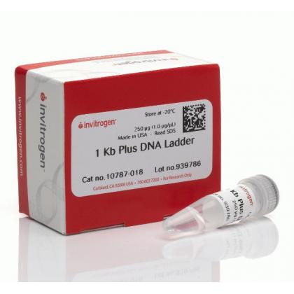 1 Kb Plus DNA Ladder