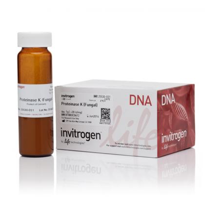 Proteinase K Powder (≥40 U/mgP)