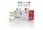 Zero Blunt® PCR Cloning Kit, without competent cells