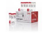 TA Cloning® Kit, with pCR™2.1 Vector, without competent cells