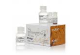 Dynabeads® Protein A Immunoprecipit...