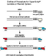 Outline of Procedure for SuperScript Lambda or Plasmid System