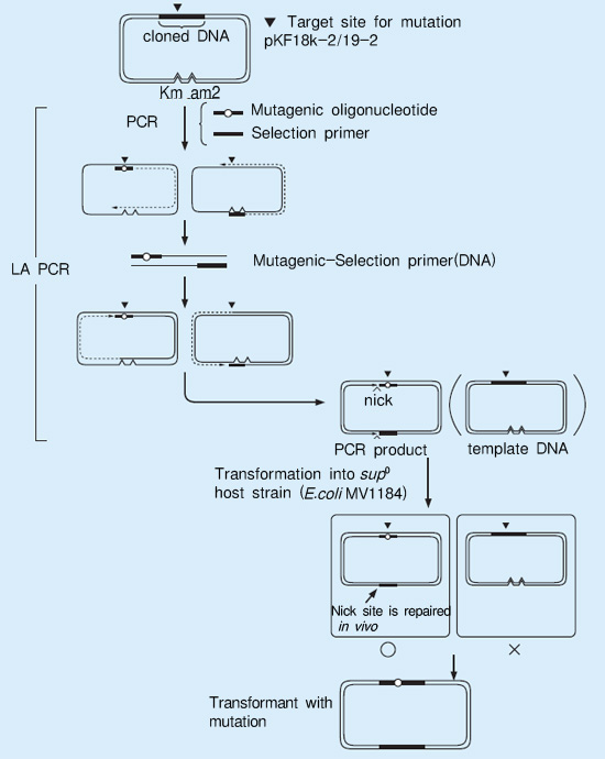 RR022.jpg