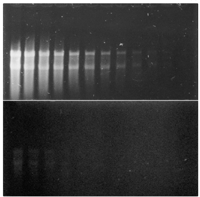 SYBR® Gold Nucleic Acid Gel Stain (10,000X Concentrate In DMSO)_生化试剂_湖南 ...