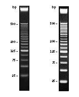 blob2105922.png blob.png