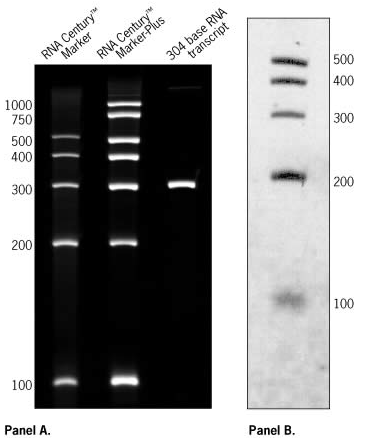 blob87703096.png blob.png