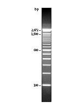 blob95450370.png blob.png