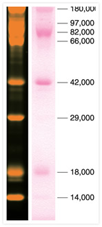Glycoproteins and total proteins. CandyCane™ glycoprotein molecular weight standards and SYPRO® Ruby protein gel stain, components of the Pro-Q® Fuchsia Glycoprotein Gel Stain Kit.