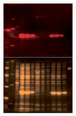 Staining hexahistidine fusion proteins with Pro-Q® Oligohistidine Blot Stain Kit #1.